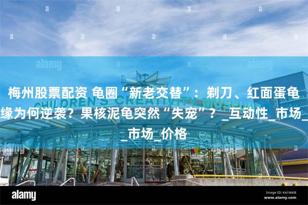 梅州股票配资 龟圈“新老交替”：剃刀、红面蛋龟、黄缘为何逆袭？果核泥龟突然“失宠”？_互动性_市场_价格